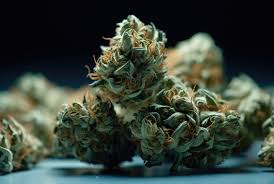 Exploring the Best Sources for Weed Seeds BC