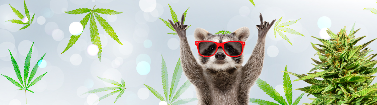 Exploring the Best Sources for Weed Seeds BC