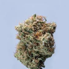 Exploring the Best Sources for Weed Seeds BC